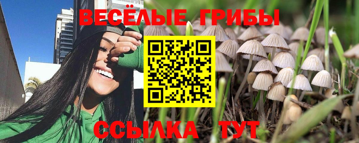 Псилоцибиновые грибы мицелий  Псилоцибиновые грибы GOLDEN TEACHER  Усть-Джегута  Вход с VPN 