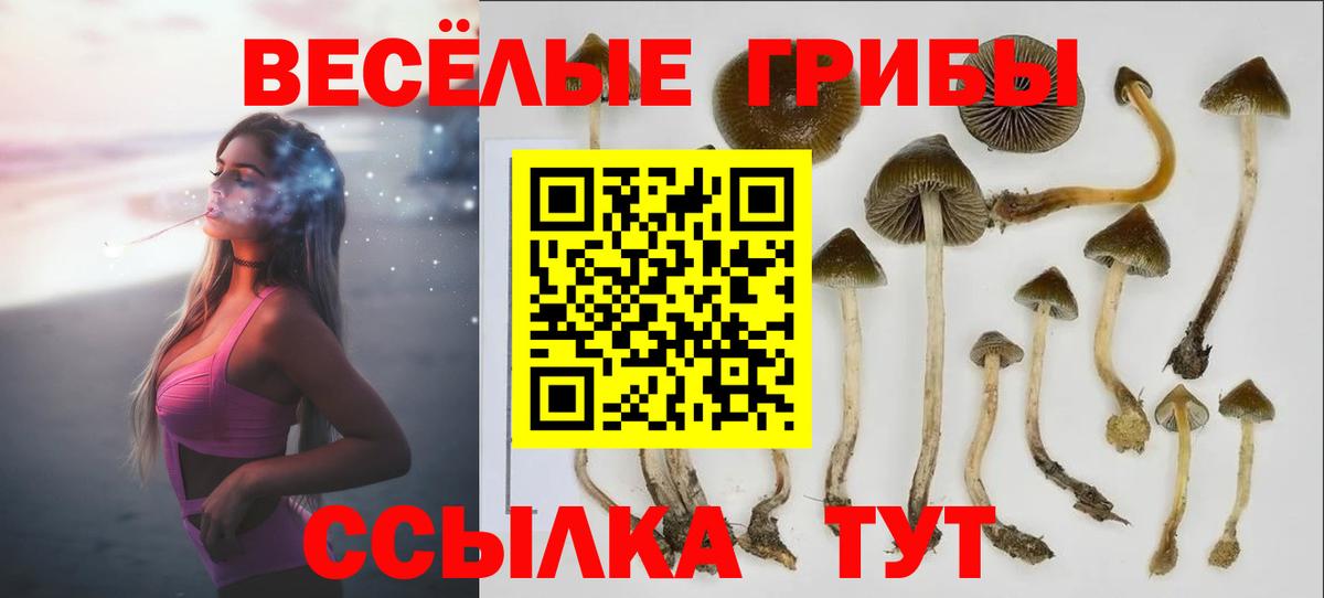 Псилоцибиновые грибы прущие грибы Усть-Джегута